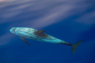 A Risso's dolphin in open water taken from above. Its multiple scars have given it an almost complete white perplexion. Its tail, dorsal fin and flippers remain fairly dark.