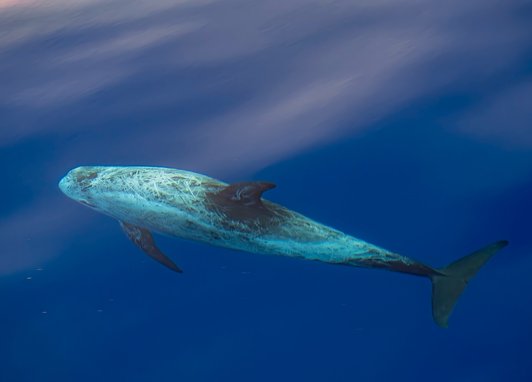 A Risso's dolphin in open water taken from above. Its multiple scars have given it an almost complete white perplexion. Its tail, dorsal fin and flippers remain fairly dark.