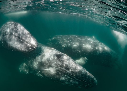 Three grey whales swimming toward a camera. The ocean surface is visible at the top of the image