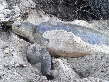 A flatfback turtle on a sandy beach. It is covered in sand
