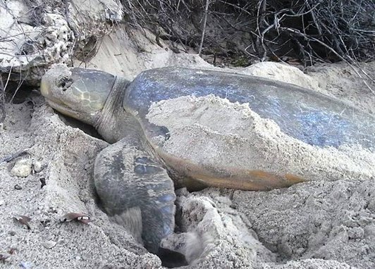 A flatfback turtle on a sandy beach. It is covered in sand