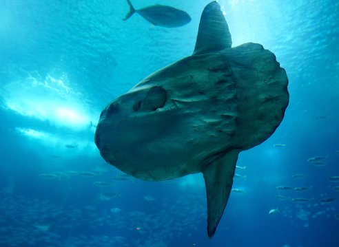 The camera is pointing up towards a sunfish that is swimming through the ocean. Sun rays shining through the surface of the water are reflected off the sunfish's skin.