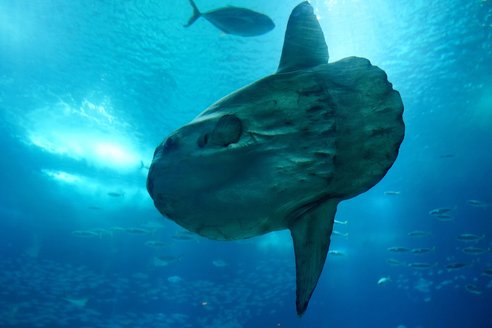 The camera is pointing up towards a sunfish that is swimming through the ocean. Sun rays shining through the surface of the water are reflected off the sunfish's skin.