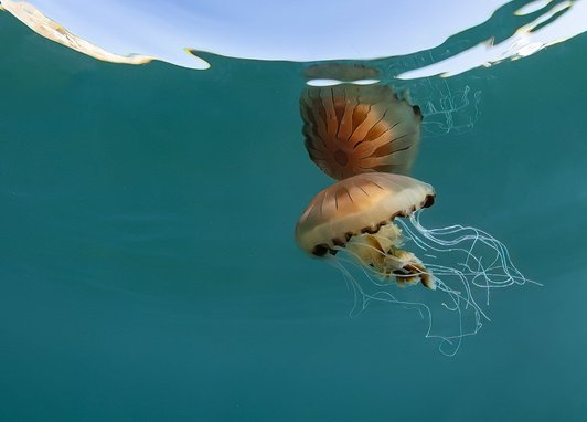 A compass jellyfish swimming near the surface of clear blue water, it is being partially reflected back from the surface making it seem like the surface is a mirror