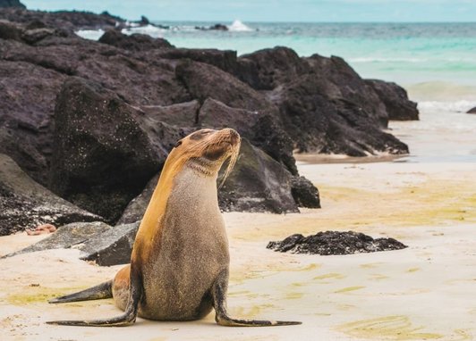 A sea lion laying on a golden beach on the Galapagos islands