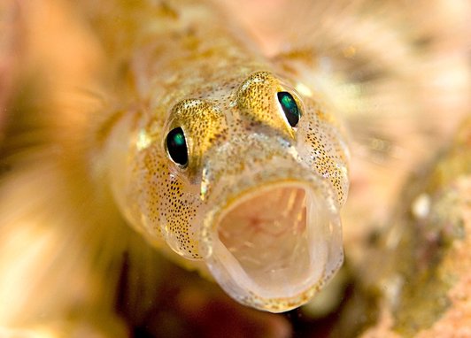 A close up of a painted goby. Its mouth is open making it looked surprised.