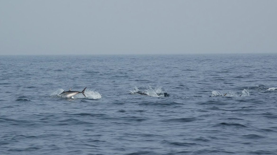 A school of bluefin tuna swimming along the top of the ocean. They are leaping out above the waves on a grey, cloudy day. The majority of them are hidden from view by waves