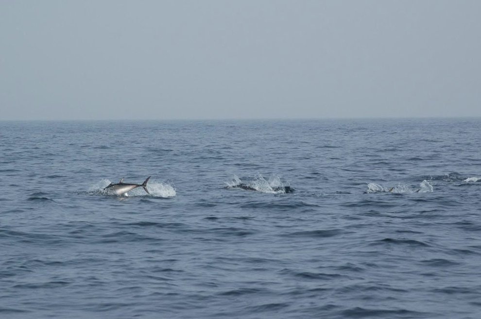 A school of bluefin tuna swimming along the top of the ocean. They are leaping out above the waves on a grey, cloudy day. The majority of them are hidden from view by waves