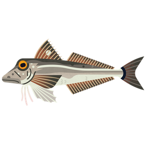 Grey gurnard