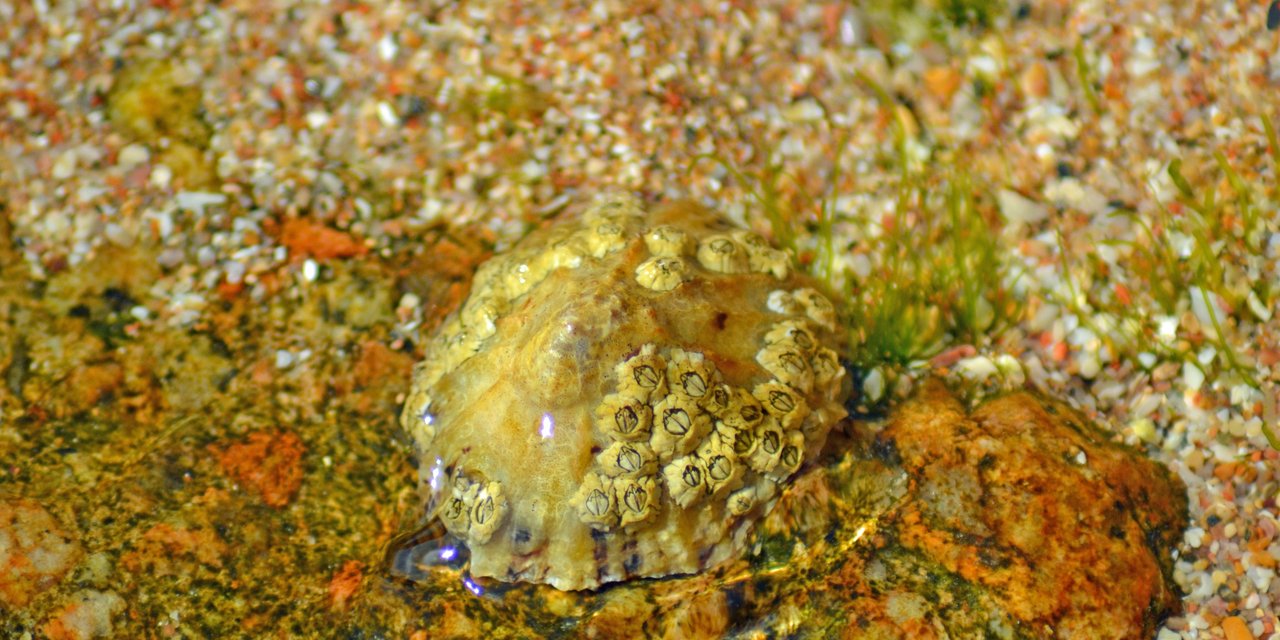 Acorn barnacle | Marine Conservation Society