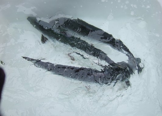 Three atlantic salmon in a white tub