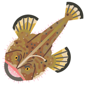 Black-bellied monkfish