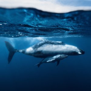 A humpback mother swimming with her calf in open water. The surface of the ocean is visible.