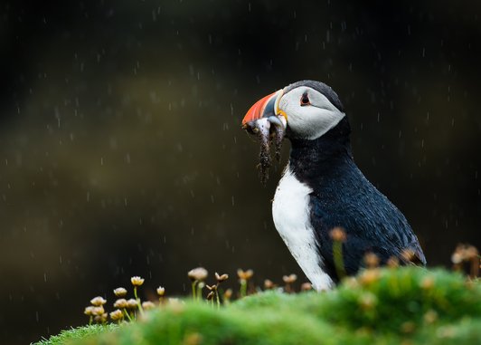 An Atlantic puffin, a black and white seabird with a brightly colored orange and red beak, stands on a grassy cliff edge in the rain, holding several small fish in its mouth.