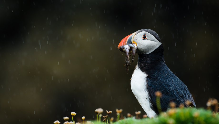 Puffin (Atlantic, common)