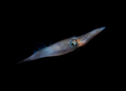 A close up of a squid. It is almost completely translucent. The background is completely black.