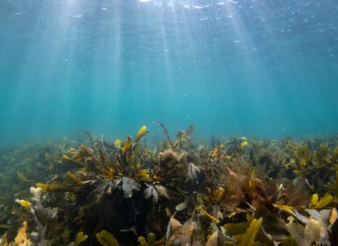 Intertidal seaweed on the seabed with turquoise waters above and the sun rays shining down into the water