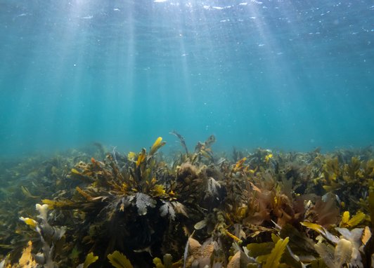 Intertidal seaweed on the seabed with turquoise waters above and the sun rays shining down into the water