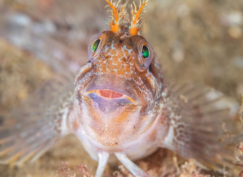 A tompot blenny looks comically up at the camera with a characteristically surprised look! Its frilly orange 'antler'-like antennae can clearly be seen while its big green eyes and slightly open mouth add to the 'surprised' effect. It has transparent fins