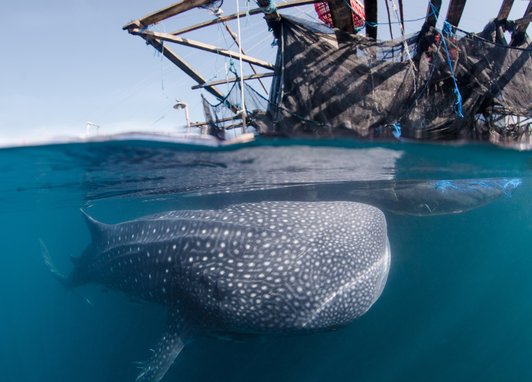 Split between an underwater/surface view, a majestic whale shark with characteristic spotted skin swims close to a fishing vessel.