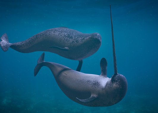 Two narhals swimming around one another. The male (with a tusk) is underneath, wheas the female is above
