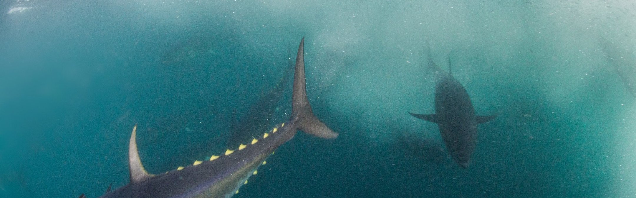 Bluefin tuna can be seen swimming in Cornish water. The fish in the foreground can be seen from the side with incredible yellow finlets. In the background is another large tuna which looks shadowy in the dark blue water.