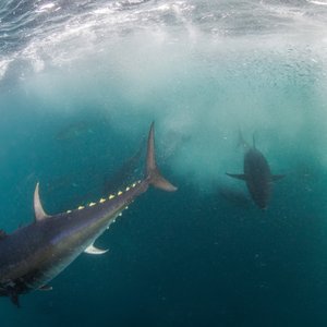 Bluefin tuna can be seen swimming in Cornish water. The fish in the foreground can be seen from the side with incredible yellow finlets. In the background is another large tuna which looks shadowy in the dark blue water.