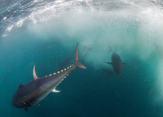 Bluefin tuna can be seen swimming in Cornish water. The fish in the foreground can be seen from the side with incredible yellow finlets. In the background is another large tuna which looks shadowy in the dark blue water.