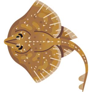 Starry ray