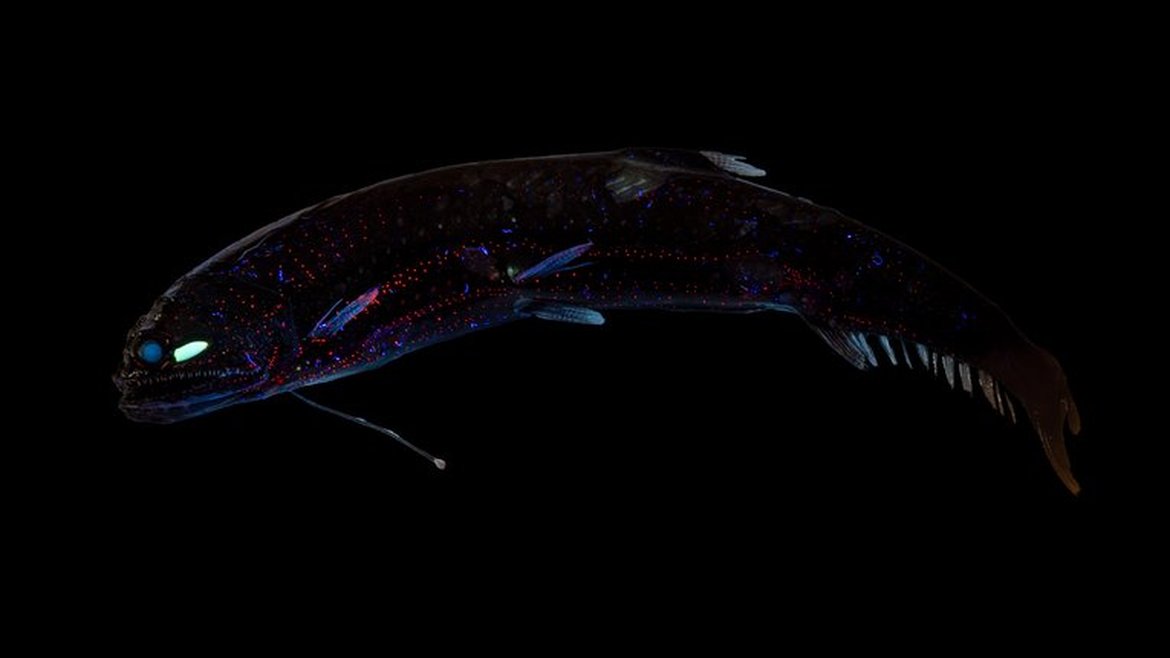 A glowing dragonfish recorded in a Caribbean expedition. The fish is difficult to see in its dark surroundings, but you can make out its long, curved slightly glowing profile. It has glowing red spots on its side.