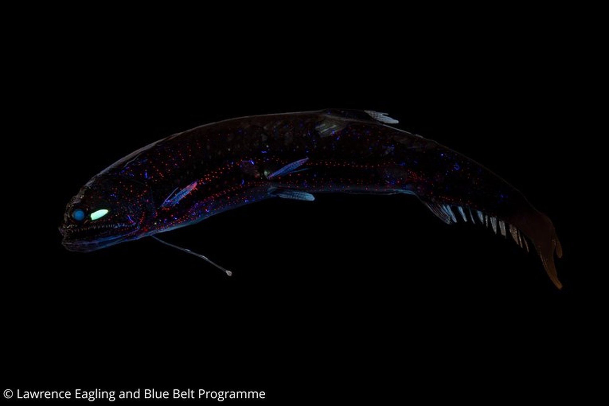 Positive ocean news: March ’26 edition | Marine Conservation Society