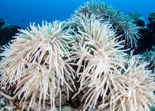 Bleached white corals caused by he heated ocean.