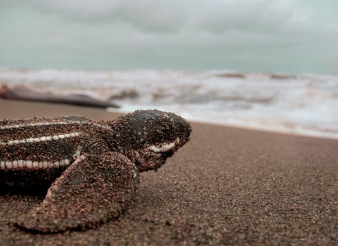 A close up of a leatherback turtle hatchling on a beach. It is dusted in sand and facing the waves, with white striped ridges lengthways on its shell.