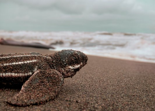 A close up of a leatherback turtle hatchling on a beach. It is dusted in sand and facing the waves, with white striped ridges lengthways on its shell.