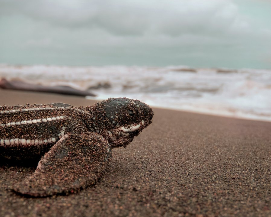 Leatherback turtle | Marine Conservation Society