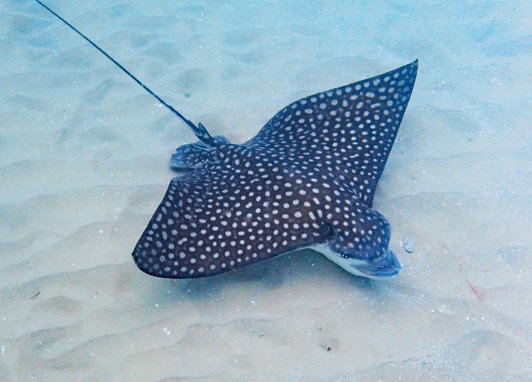 A spotted eagle ray