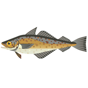 Alaska pollock