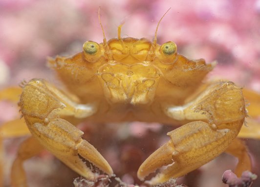 A close up of a yellow crab on pink maerl