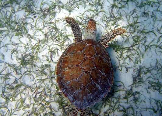 a green sea turtle (Chelonia mydas), swimming over a seagrass bed.
