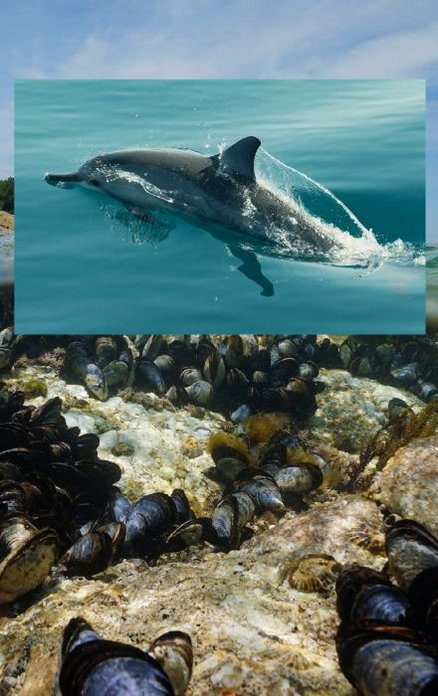 In the background is an underwater photograph of blue mussels. Overlaid on top of the image is a common dolphin breaking through the water's surface as it swims.
