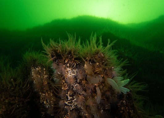 A vibrant brittle star bed on a rocky outcrop in green-tinted coastal waters. Numerous brittle stars are visible, characterised by their small, distinct central discs and five long, hairy-looking arms covered in delicate spines.