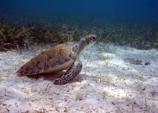 Green sea turtle (Chelonia mydas) gliding over a shallow sandy bottom covered in seagrass.