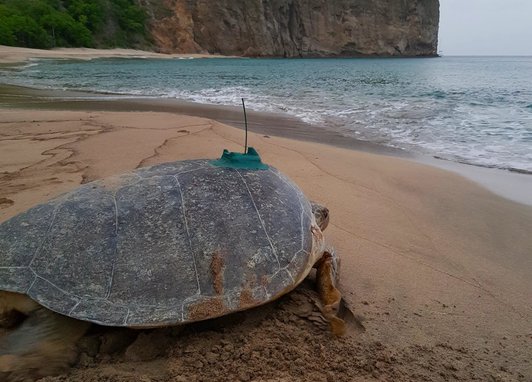 A green turtle with satellite attached