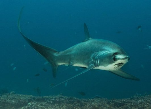 A common thresher shark swimming in open water. The shark's elongated tail is visible and it is swimming toward the camera.