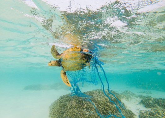 A hawksbill turtle swimming while entangled in a blue discarded fishing net