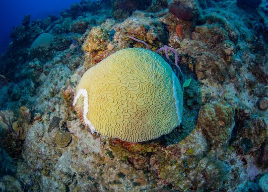 Brain Coral having been treated