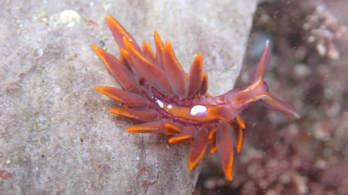 A rare red coloured sea slug, called Hermaea variopicta, is pictured on a rock in Devon