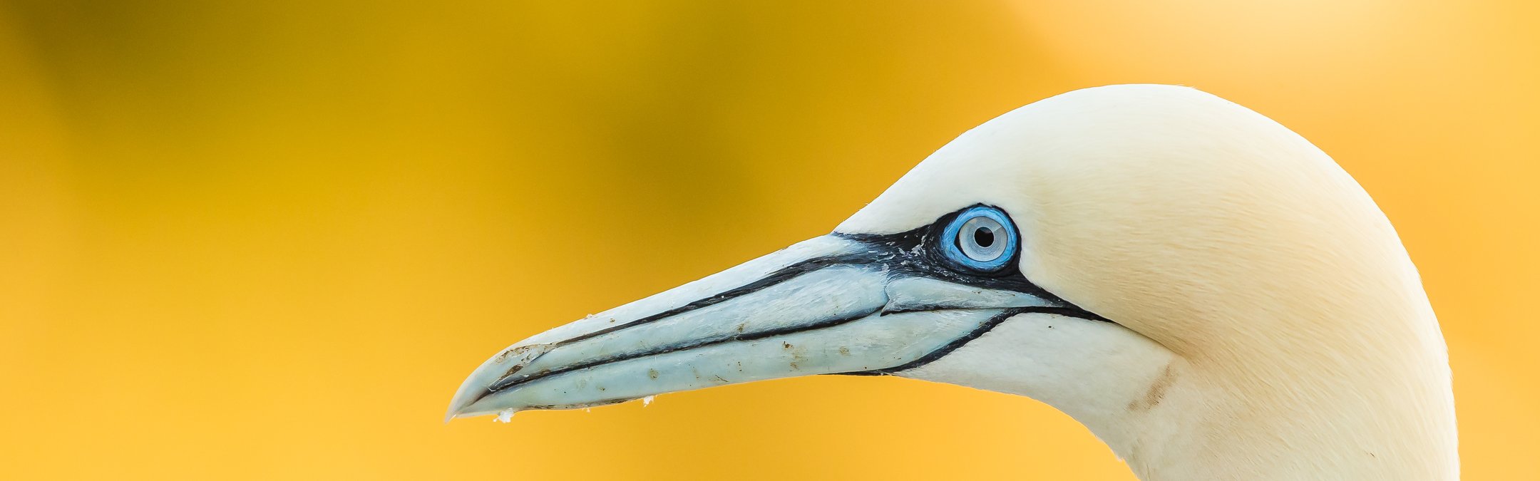 A close up image of a northern gannet's head looking to the left. The yellow background is blurred and the bird's beak is slighly wet with water drops