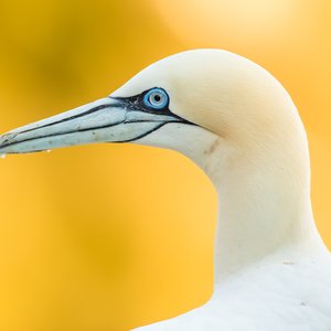 A close up image of a northern gannet's head looking to the left. The yellow background is blurred and the bird's beak is slighly wet with water drops