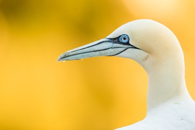 A close up image of a northern gannet's head looking to the left. The yellow background is blurred and the bird's beak is slighly wet with water drops